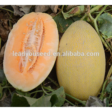 MSM08 Fengmi longues graines de melon hybrides de forme ovale en ventes